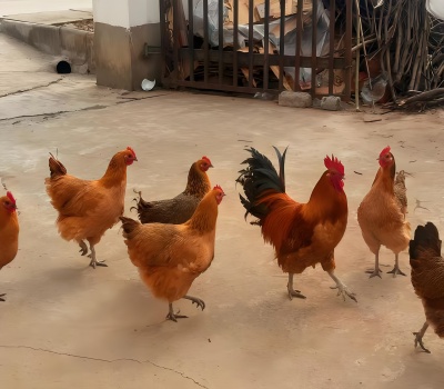 c81c9ba80c8edbb320aea6926c30b69e_副本