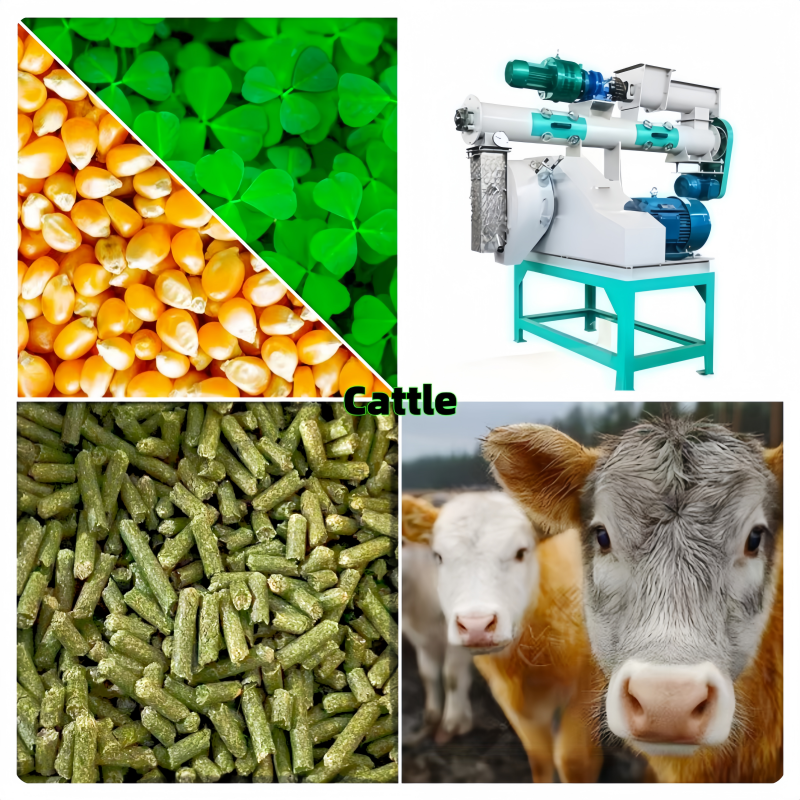 cattle